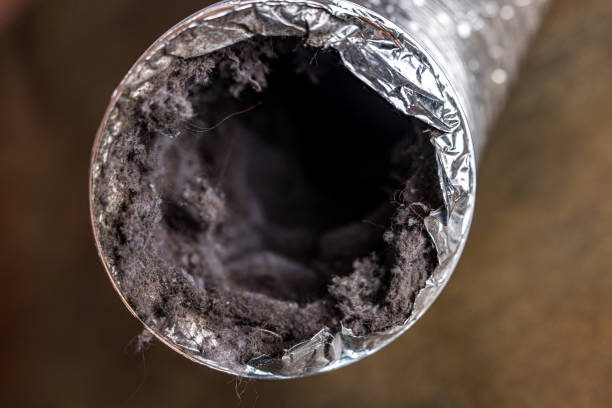 Best Air Duct Mold Removal  in Hamilton, AL